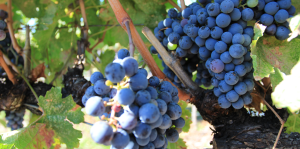 Tinhorn Creek Vineyards, Sandra Oldfield, Okanagan Valley, BC wine, Diamondback Vineyard, Black Sage Bench, Cabernet Franc, Merlot