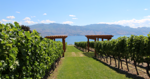 Quails' Gate, winediva 2013 recap, Okanagan Valley