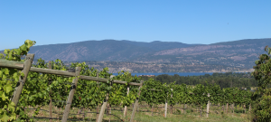 Tantalus Vineyards, Kelowna, BC wine, Riesling, David Paterson