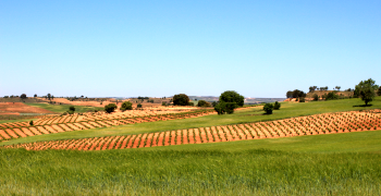 Ribera del Duero, Tinto Figuero, La Horra, Spain, wine, Tinus, Tempranillo