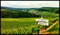 France, Burgundy, Saint Aubin, winediva 2013 recap