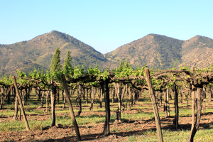 Chile, Santa Rita, winediva 2013 recap, pergola vines, petite sirah, bougainville