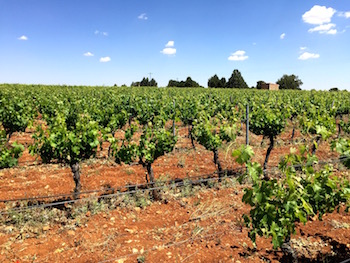 Manuel Manzaneque, Finca Elez, Grandes Pagos de Espana, Castile-La Mancha, Albacete, Escena, winemaker Juan Garcia