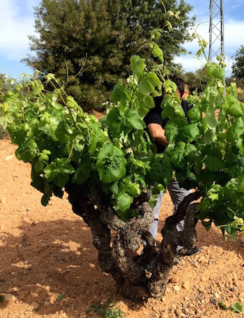 Bodega Mustiguillo, Toni Sarrion, Mestizaje, Merseguera, Bobal, Valencia, Utiel-Requena, El Terrerazo, Vino de Pago, Grandes Pagos de Espana, Quincha Corral, Finca Calvestra, Jose Vicente Salas Cardona.