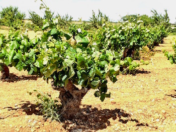 Victor de la Serna, Manuel Manzaneque, Manchuela, Spain, Bobal, Garnacha, Grandes Pagos de Espana, Finca Sandoval, Castile-La Mancha, Ledana, Cuenca, Monastrell, wine, Moravia Agria