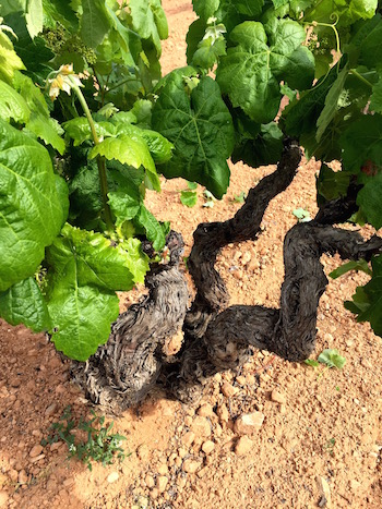 Bobal, 75-year-old-vine, Mustiguillo, Utiel