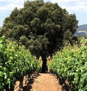 Cortijo Los Aguilares, Ronda, Malaga, Land of Vines, Roman, Bibi Garcia, Sierra de Las Nieves, Jose Itarte