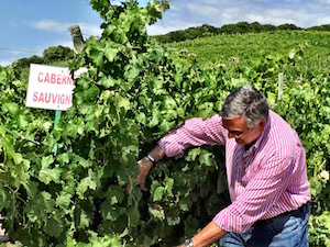 Finca Moncloa, Gonzalez-Byass, Jerez, Cadiz, Arcos de la Frontera, Jose Manuel Pinedo, Grandes Pagos, Tintilla de Rota