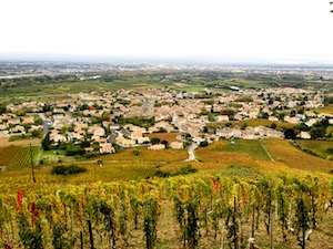 Northern Rhone, Cornas, Saint-Peray, Saint-Joseph, Hermitage, Tain l'Hermitage, Le Tournesol, Jaboulet, Delas, Clape, Alaine Voge