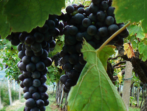 Valpolicella grapes